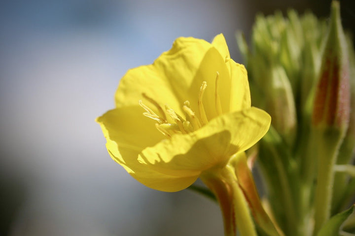 The effect of the menopause on skin health
